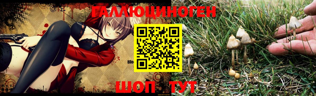 Галлюциногенные грибы Magic Shrooms  Вход с VPN  Тверь  Галлюциногенные грибы Cubensis 